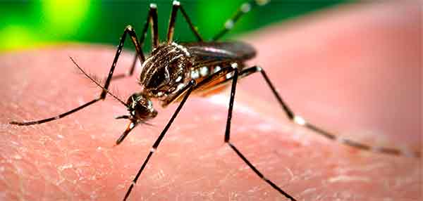 Dengue, Zika y Chikungunya